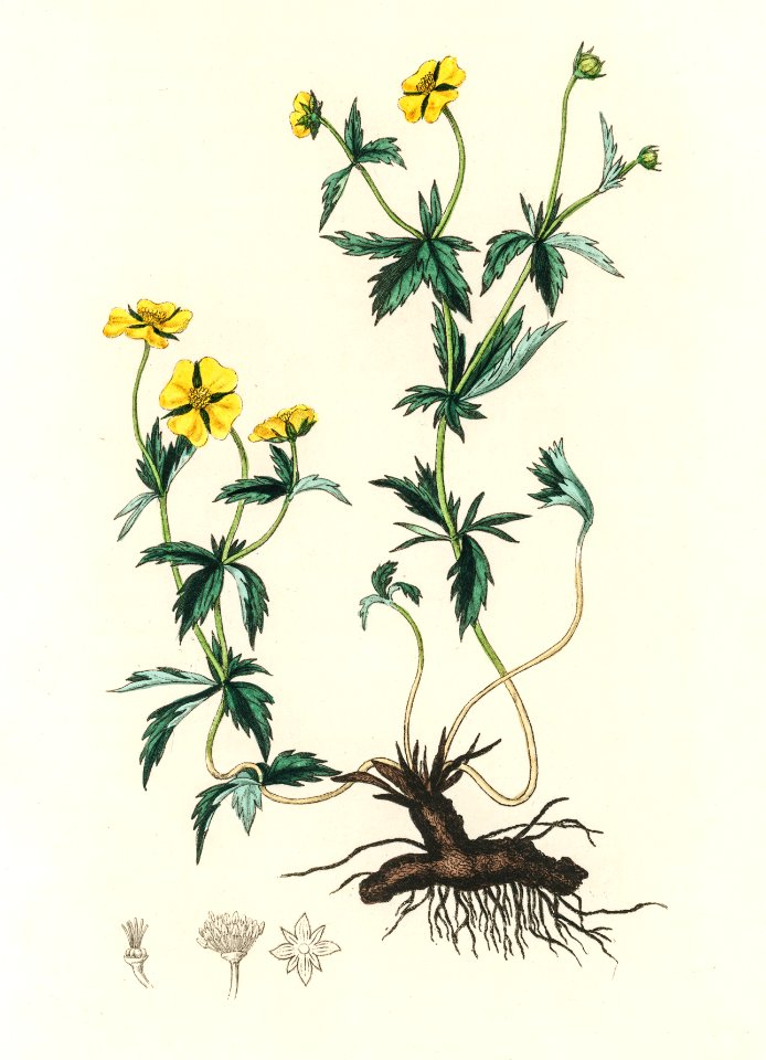 Tormentil (Tormentilla erecta) illustration from Medical Botany (1836) by John Stephenson and James Morss Churchill.