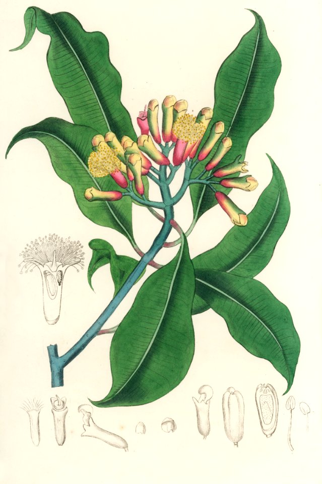 Cloves (Eugenia caryophyllata) illustration from Medical Botany (1836) by John Stephenson and James Morss Churchill.