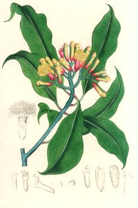 Cloves (Eugenia caryophyllata) illustration from Medical Botany (1836) by John Stephenson and James Morss Churchill.