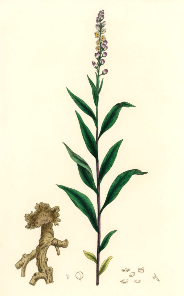 Cloves (Eugenia caryophyllata) illustration from Medical Botany (1836) by John Stephenson and James Morss Churchill.