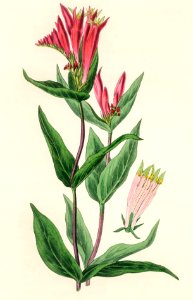 The woodland pinkroot (Spigelia marilandica) illustration from Medical Botany (1836) by John Stephenson and James Morss Churchill.