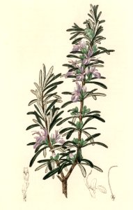 Rosemary (Rosmarinus) officinalis illustration from Medical Botany (1836) by John Stephenson and James Morss Churchill.. Free illustration for personal and commercial use.