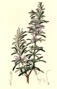 Rosemary (Rosmarinus) officinalis illustration from Medical Botany (1836) by John Stephenson and James Morss Churchill.