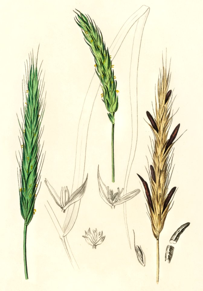 Rye illustration from Medical Botany (1836) by John Stephenson and James Morss Churchill.