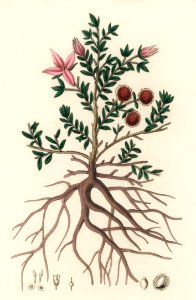 Rhatany (krameria triandrea) illustration from Medical Botany (1836) by John Stephenson and James Morss Churchill.