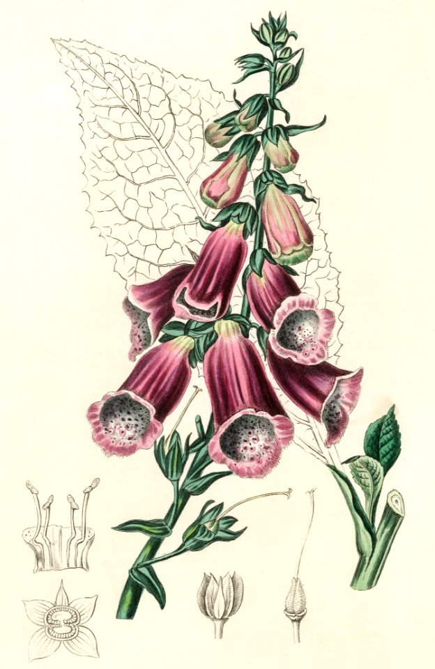 Foxglove (Digitalis purpurea) illustration from Medical Botany (1836) by John Stephenson and James Morss Churchill.