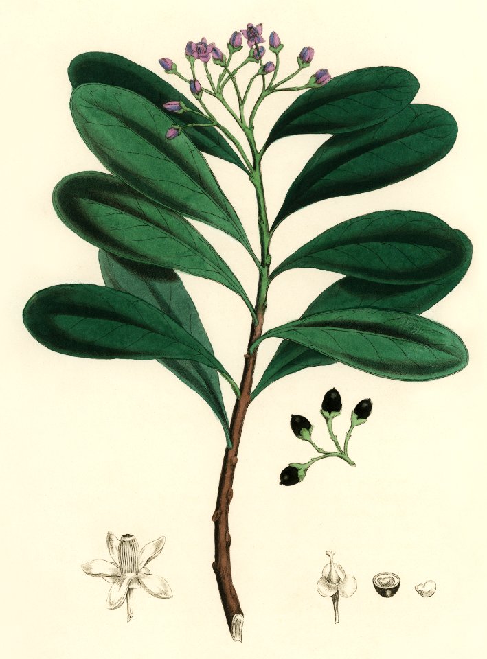 Cinnamon bark (Canella alba) illustration from Medical Botany (1836) by John Stephenson and James Morss Churchill.