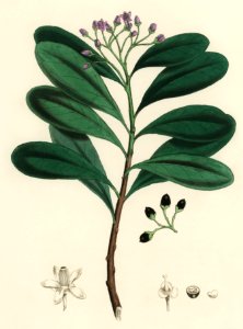 Cinnamon bark (Canella alba) illustration from Medical Botany (1836) by John Stephenson and James Morss Churchill.