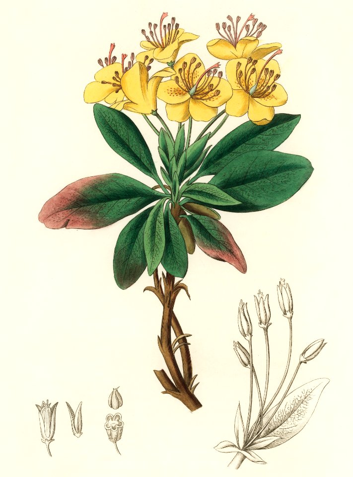Gum benjamin tree (Rhododendron chrysanthum) illustration from Medical Botany (1836) by John Stephenson and James Morss Churchill.