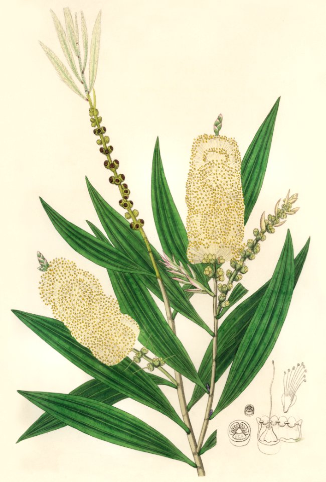 White samet (Melaleuca cajuputi) illustration from Medical Botany (1836) by John Stephenson and James Morss Churchill.