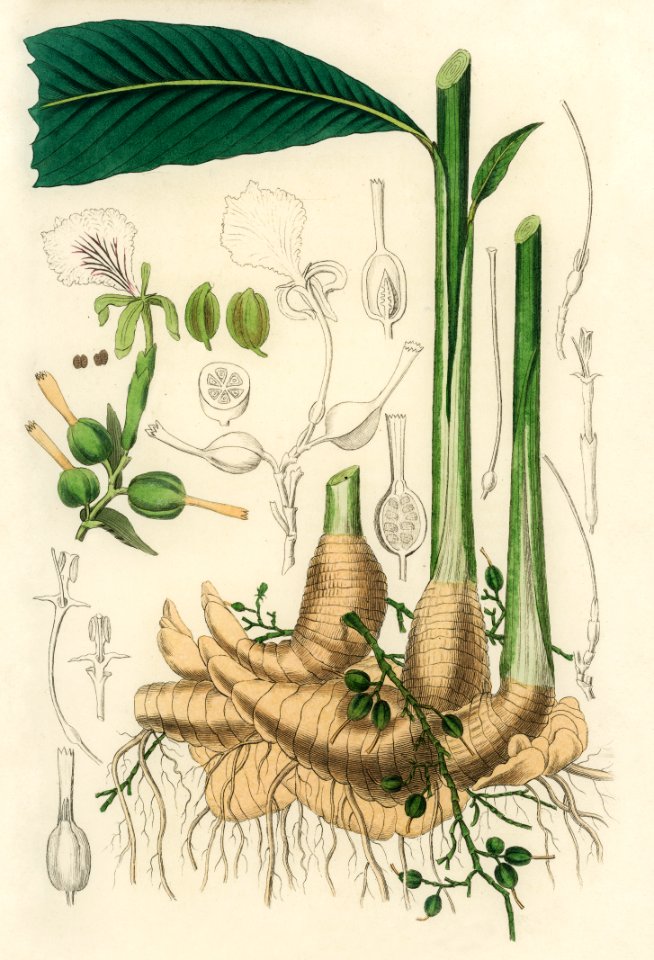 True cardamom (Matonia cardamomun) illustration from Medical Botany (1836) by John Stephenson and James Morss Churchill.
