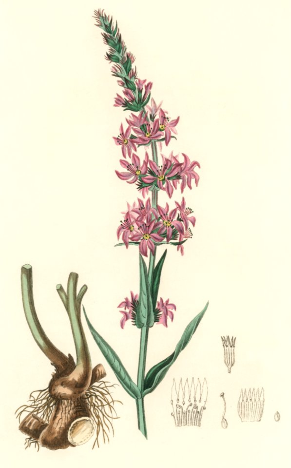 Purple loosestrife (Lythrum salicaria) illustration from Medical Botany (1836) by John Stephenson and James Morss Churchill.