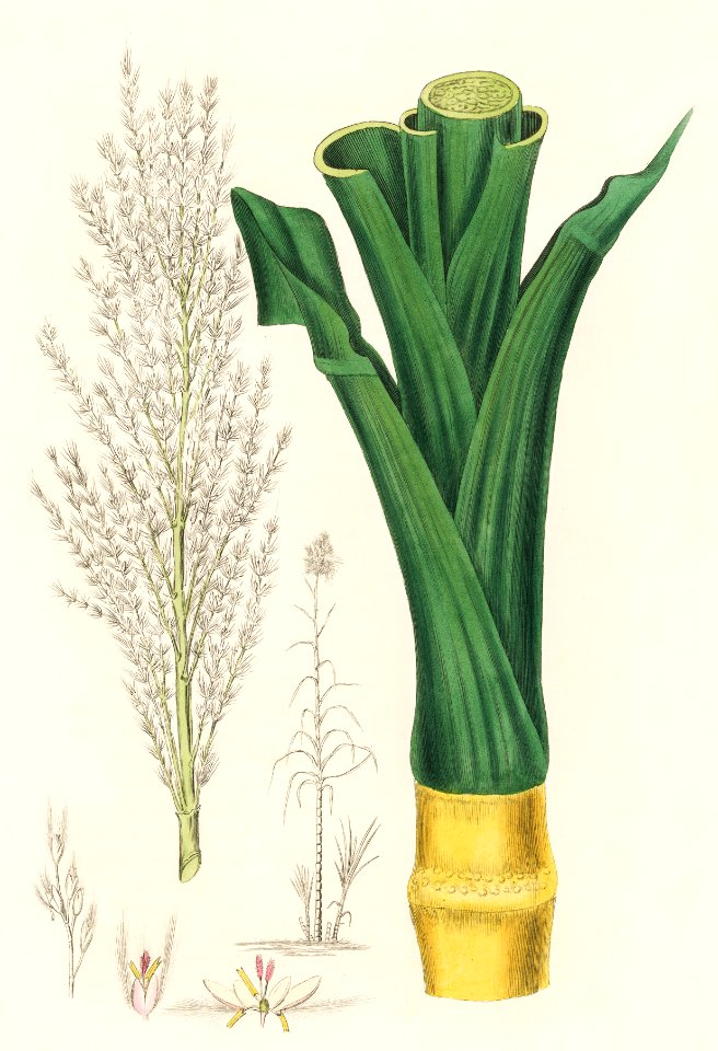 Sugarcane (Saccharum officnarum) illustration from Medical Botany (1836) by John Stephenson and James Morss Churchill.