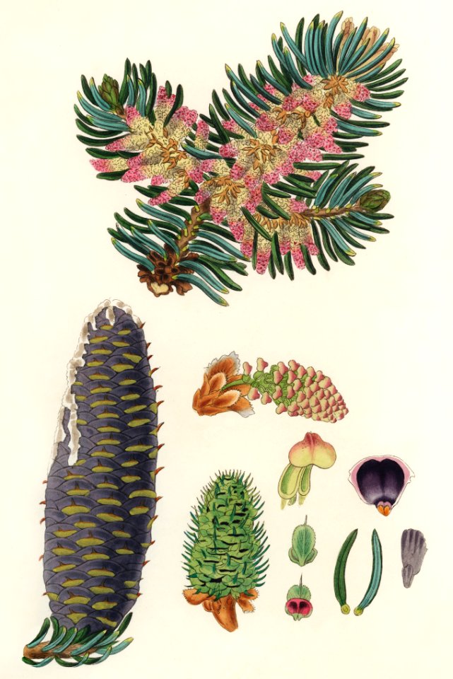 Balsam (Pinus balsamea) illustration from Medical Botany (1836) by John Stephenson and James Morss Churchill.