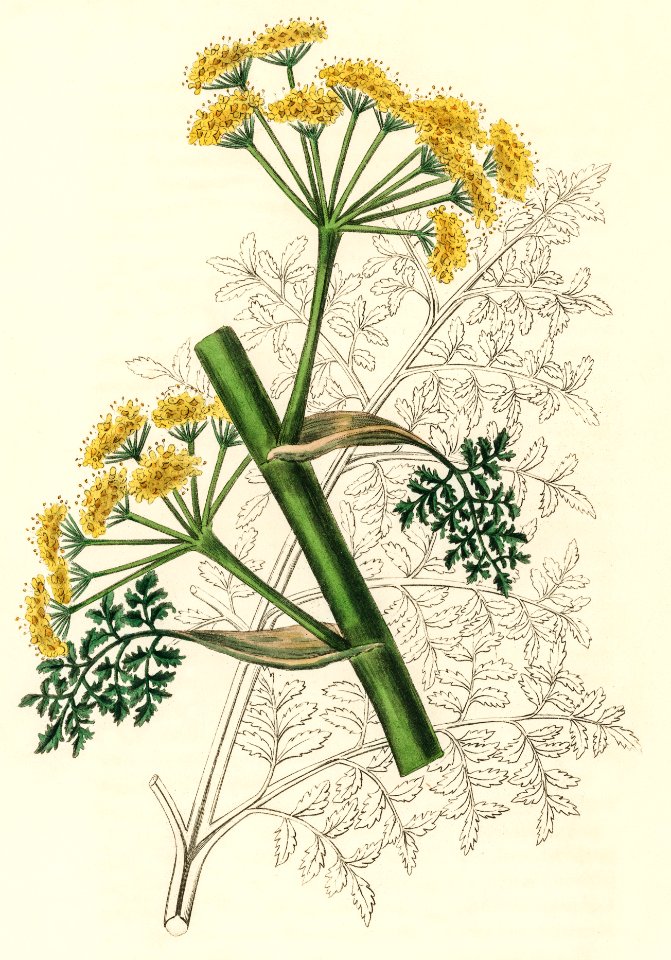Ferula persica illustration from Medical Botany (1836) by John Stephenson and James Morss Churchill.