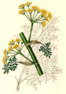 Ferula persica illustration from Medical Botany (1836) by John Stephenson and James Morss Churchill.. Free illustration for personal and commercial use.
