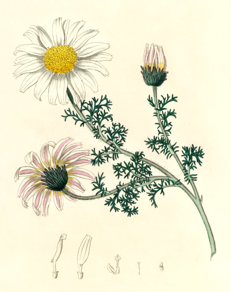 Mount Atlas daisy (Anthemis pyrethrum) illustration from Medical Botany (1836) by John Stephenson and James Morss Churchill.