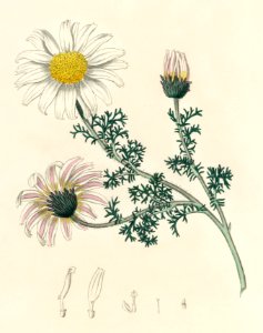 Mount Atlas daisy (Anthemis pyrethrum) illustration from Medical Botany (1836) by John Stephenson and James Morss Churchill.. Free illustration for personal and commercial use.