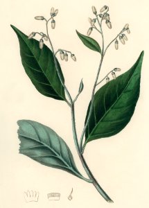 Gum benjamin tree (Styrax benzoin illustration from Medical Botany (1836) by John Stephenson and James Morss Churchill.