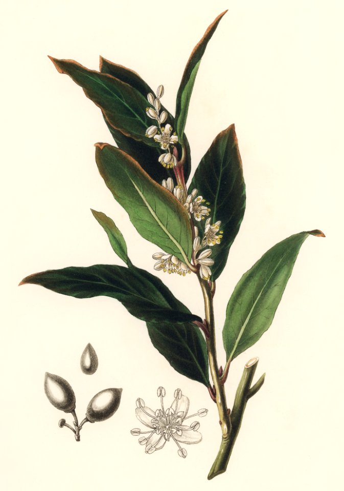 Bay laurel (Laurus nobilis) illustration from Medical Botany (1836) by John Stephenson and James Morss Churchill.