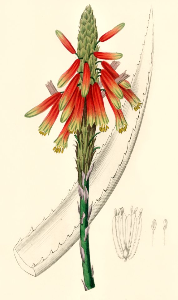 Aloe socotrina illustration from Medical Botany (1836) by John Stephenson and James Morss Churchill.