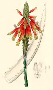 Aloe socotrina illustration from Medical Botany (1836) by John Stephenson and James Morss Churchill.