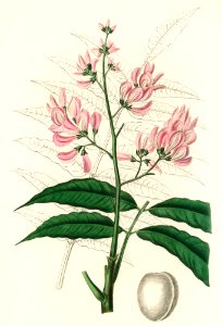 Geoffroya inermis illustration from Medical Botany (1836) by John Stephenson and James Morss Churchill.
