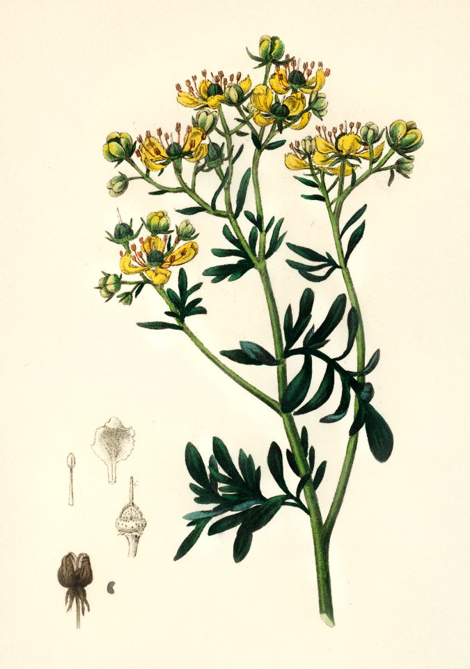 Rue (Ruta graveolens) illustration from Medical Botany (1836) by John Stephenson and James Morss Churchill.