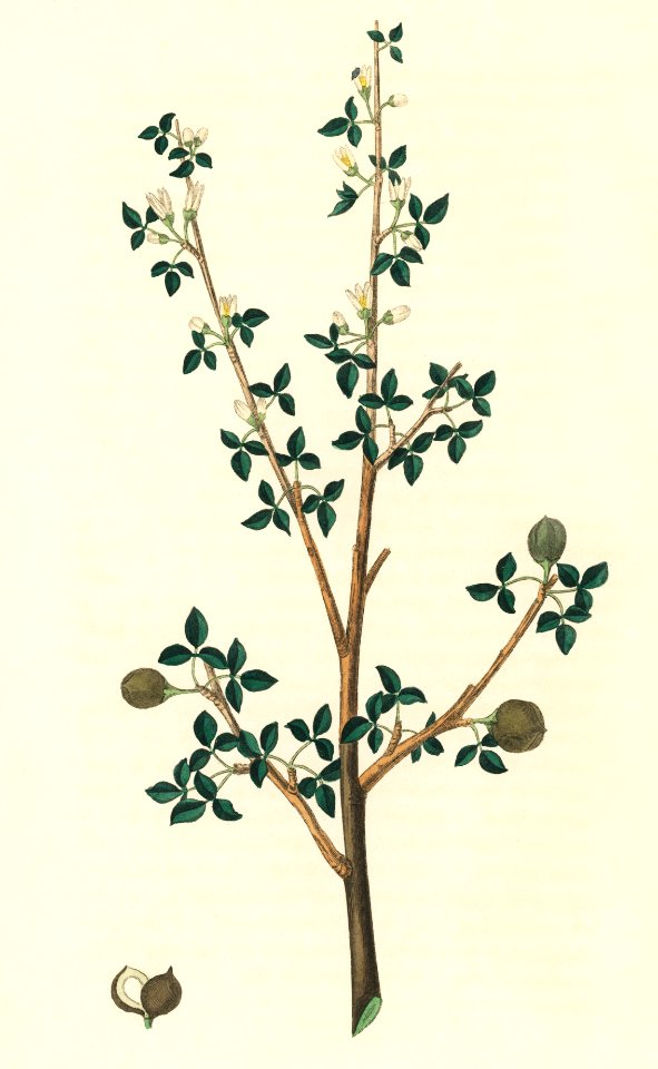 Torchwoods (Amyris gileadensis) illustration from Medical Botany (1836) by John Stephenson and James Morss Churchill.