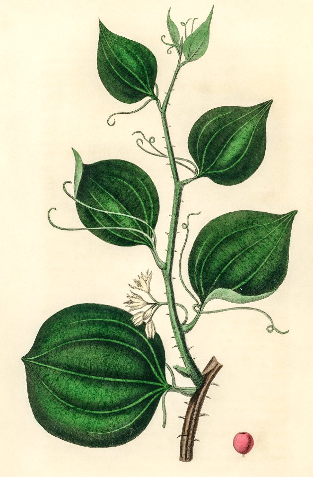Lmilax larsaparilla illustration from Medical Botany (1836) by John Stephenson and James Morss Churchill.