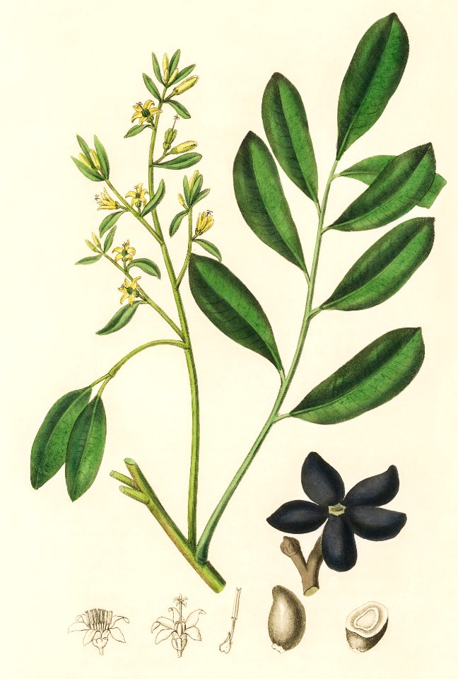 Lualsia simarula illustration from Medical Botany (1836) by John Stephenson and James Morss Churchill.