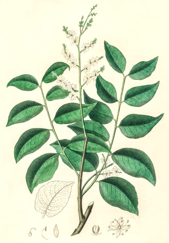 Diesel tree (Copaifera officinalis) illustration from Medical Botany (1836) by John Stephenson and James Morss Churchill.