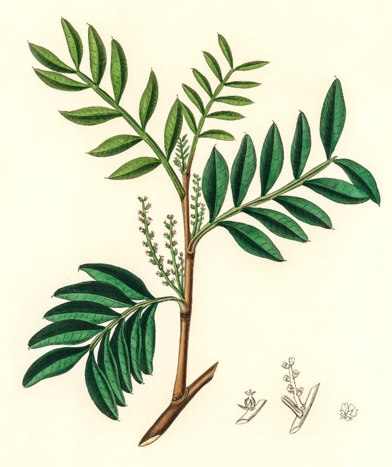 Lentisk (Pistacia lenitiscus) illustration from Medical Botany (1836) by John Stephenson and James Morss Churchill.