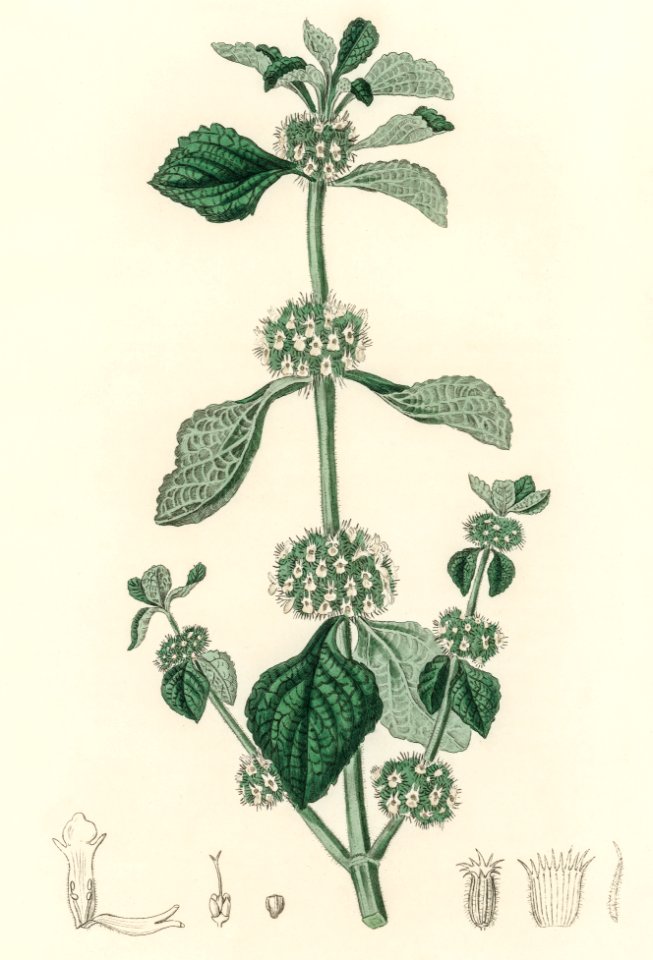 White horehound (Marrubium vulgare) illustration from Medical Botany (1836) by John Stephenson and James Morss Churchill.