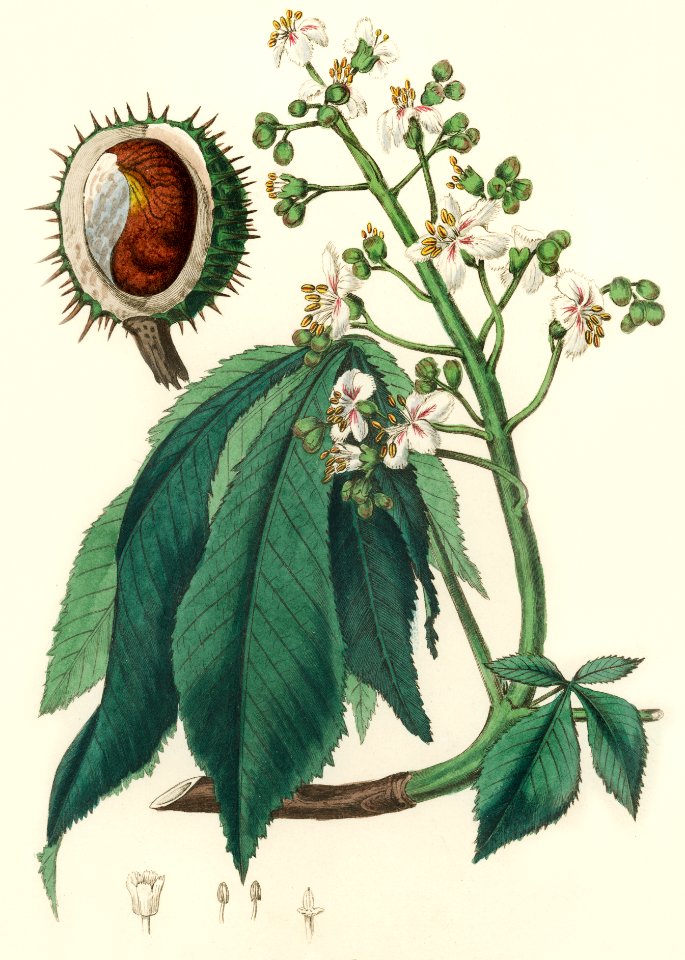 European horse-chestnut (Aesculus hippocastanum) illustration from Medical Botany (1836) by John Stephenson and James Morss Churchill.