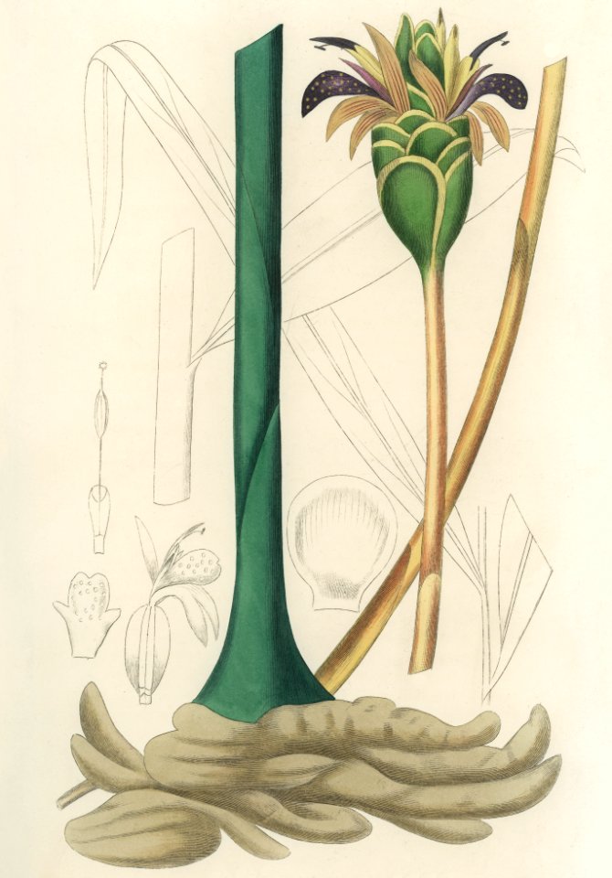 Ginger (Zingiber officinale) illustration from Medical Botany (1836) by John Stephenson and James Morss Churchill.