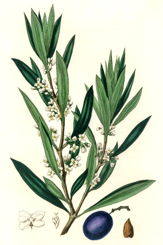 Olive (Olea europaea) illustration from Medical Botany (1836) by John Stephenson and James Morss Churchill.