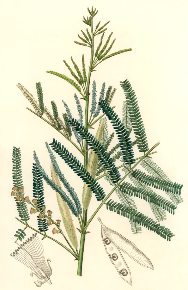 Mimosa catechu (Acacia catechu) illustration from Medical Botany (1836) by John Stephenson and James Morss Churchill.