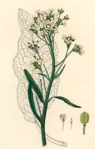Horseradish (Cochlearia armoracia) illustration from Medical Botany (1836) by John Stephenson and James Morss Churchill.