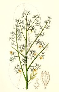 Mahogany (Swietenia febrifuga) illustration from Medical Botany (1836) by John Stephenson and James Morss Churchill.