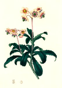 Lyrola umbellata illustration from Medical Botany (1836) by John Stephenson and James Morss Churchill.