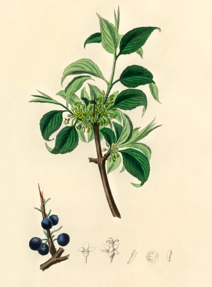Buckthorn (Rhamnus catharticus) illustration from Medical Botany (1836) by John Stephenson and James Morss Churchill.
