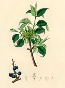 Buckthorn (Rhamnus catharticus) illustration from Medical Botany (1836) by John Stephenson and James Morss Churchill.. Free illustration for personal and commercial use.