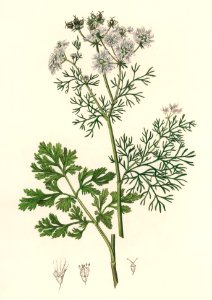 Coriander (Coriandrum sativum) illustration from Medical Botany (1836) by John Stephenson and James Morss Churchill.. Free illustration for personal and commercial use.
