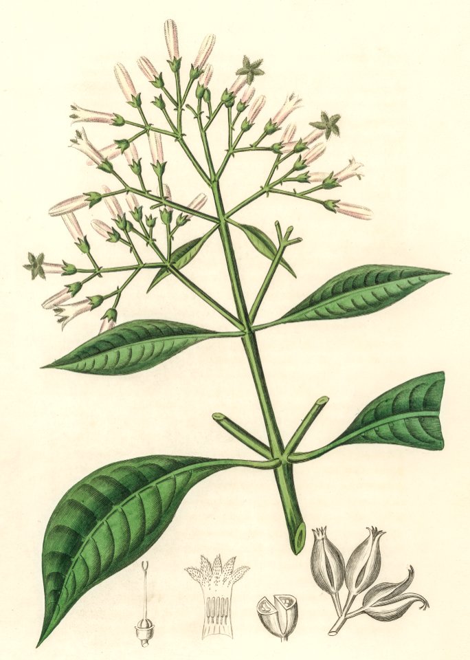 Quinine bark (Cinchona condaminea) illustration from Medical Botany (1836) by John Stephenson and James Morss Churchill.