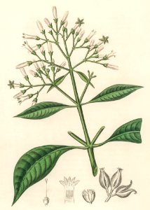 Quinine bark (Cinchona condaminea) illustration from Medical Botany (1836) by John Stephenson and James Morss Churchill.