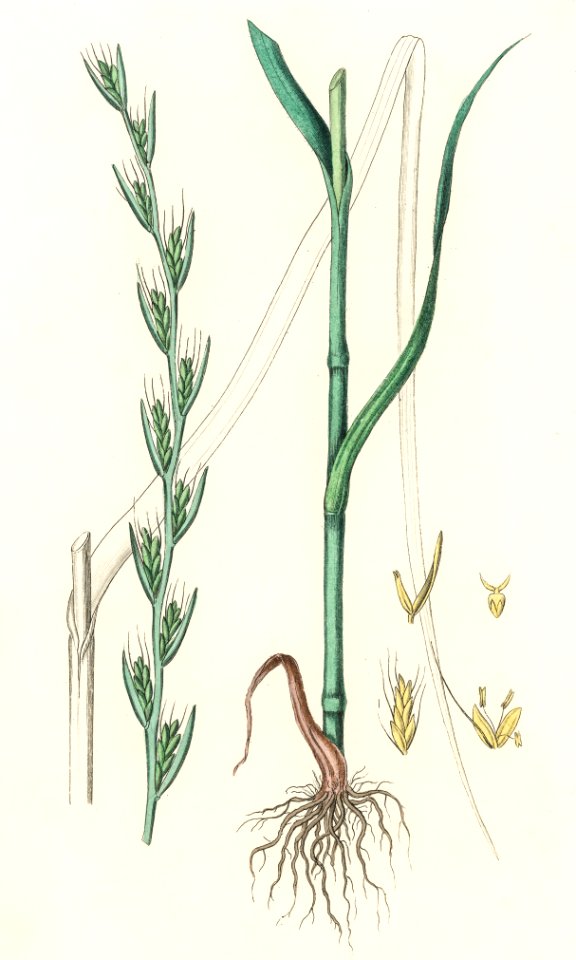 Darnel (Lolium temulentum) illustration from Medical Botany (1836) by John Stephenson and James Morss Churchill.