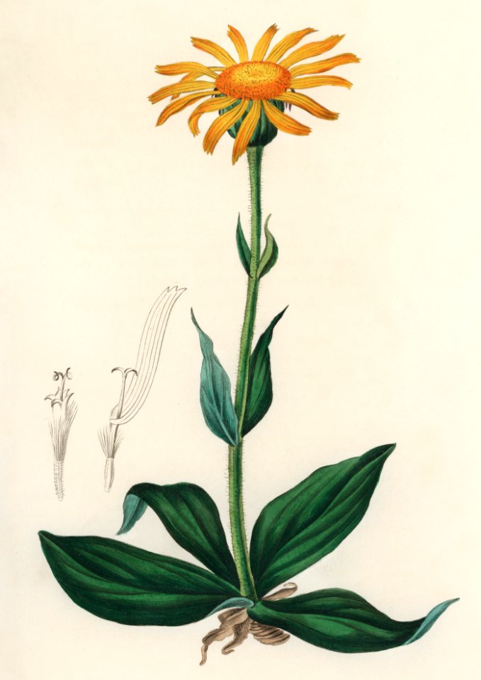Mountain arnica (Arnica montana) illustration from Medical Botany (1836) by John Stephenson and James Morss Churchill.