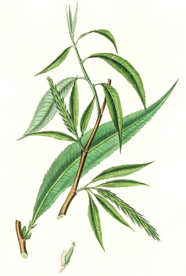 Salix rufselliana illustration from Medical Botany (1836) by John Stephenson and James Morss Churchill.