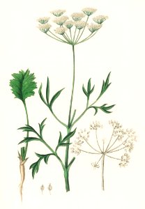 Aniseed (Pimpinella anisum) illustration from Medical Botany (1836) by John Stephenson and James Morss Churchill.